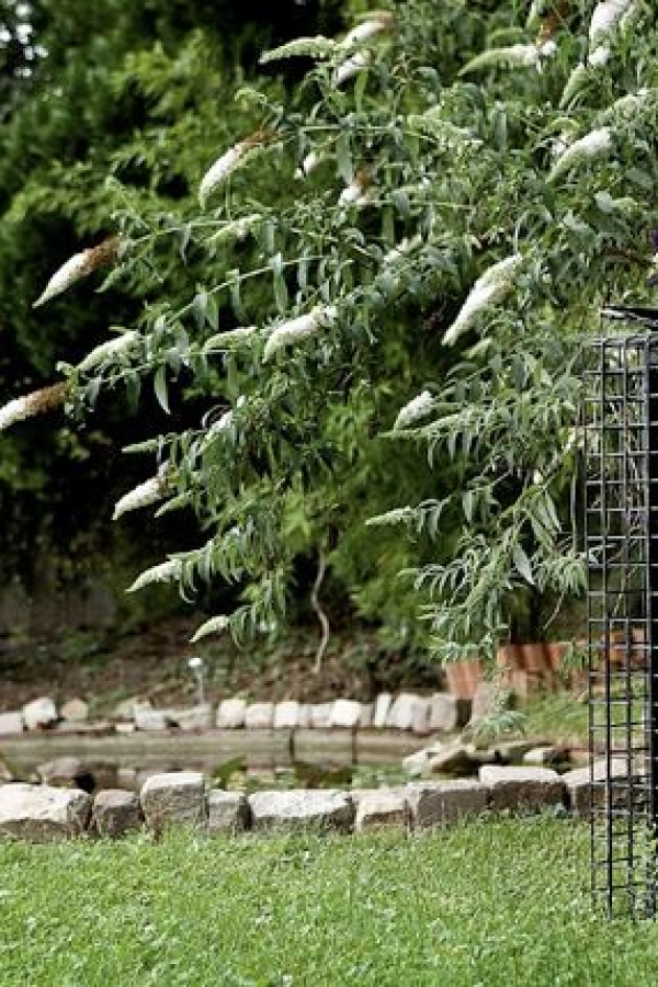The Villa Garden - im Dominastudio TBZ Esslingen
